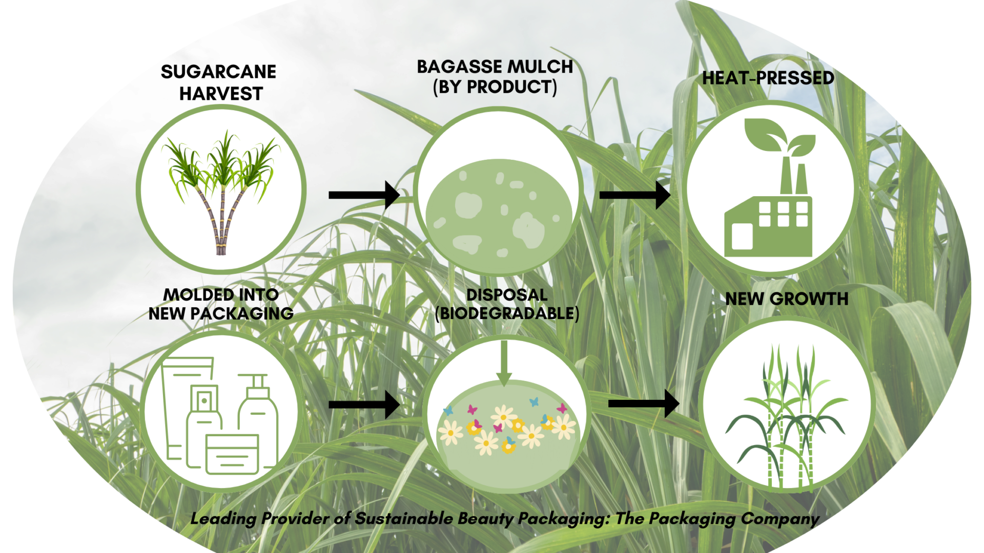 An infographic describing the process of sugarcane from harvest to production of new beauty packaging. 